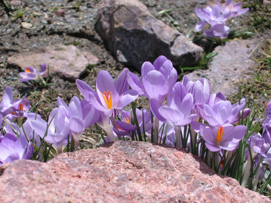 Où randonner en Corse au printemps ? Où randonner en Corse au printemps ?