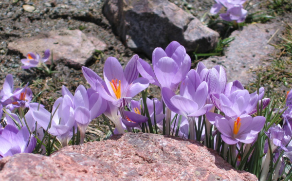 Où randonner en Corse au printemps ?