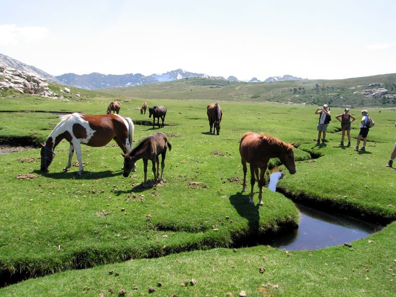 Randonnée en Corse : les chevaux pas vraiment sauvages du lac de Nino.